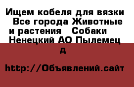 Ищем кобеля для вязки - Все города Животные и растения » Собаки   . Ненецкий АО,Пылемец д.